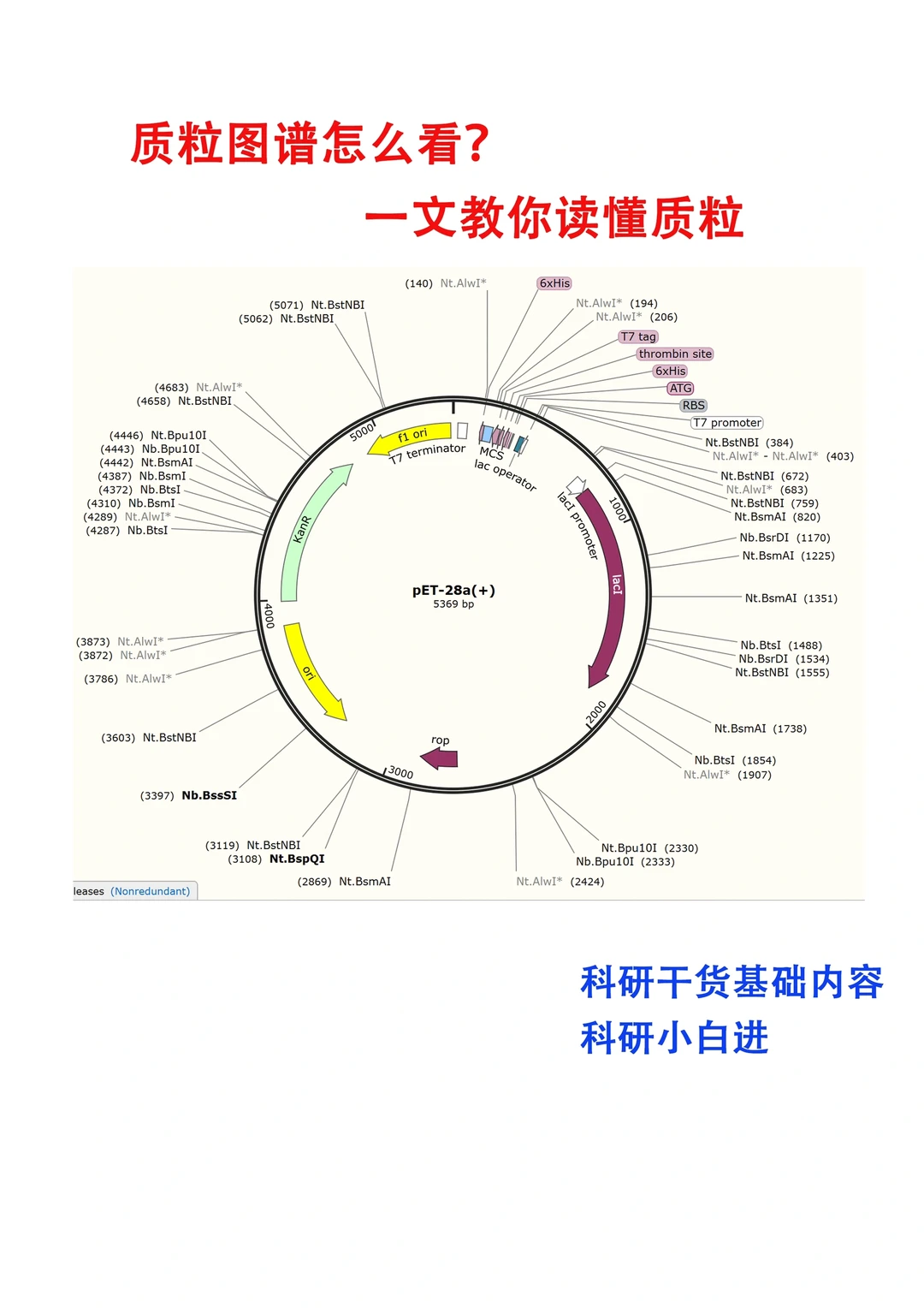 一文读懂质粒图谱｜科研干货分享