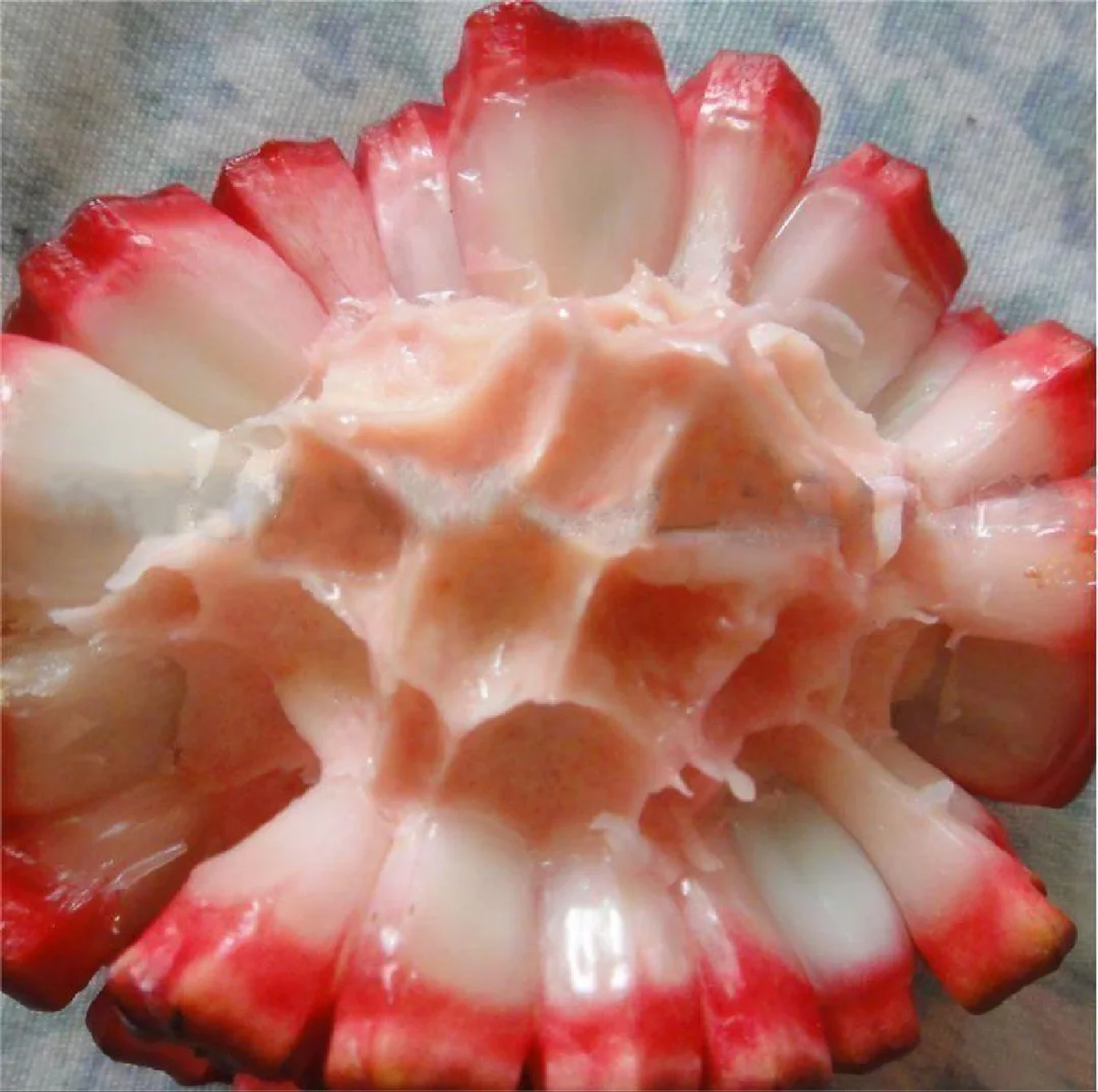 稀有樱桃番荔枝Duguetia phaeoclados