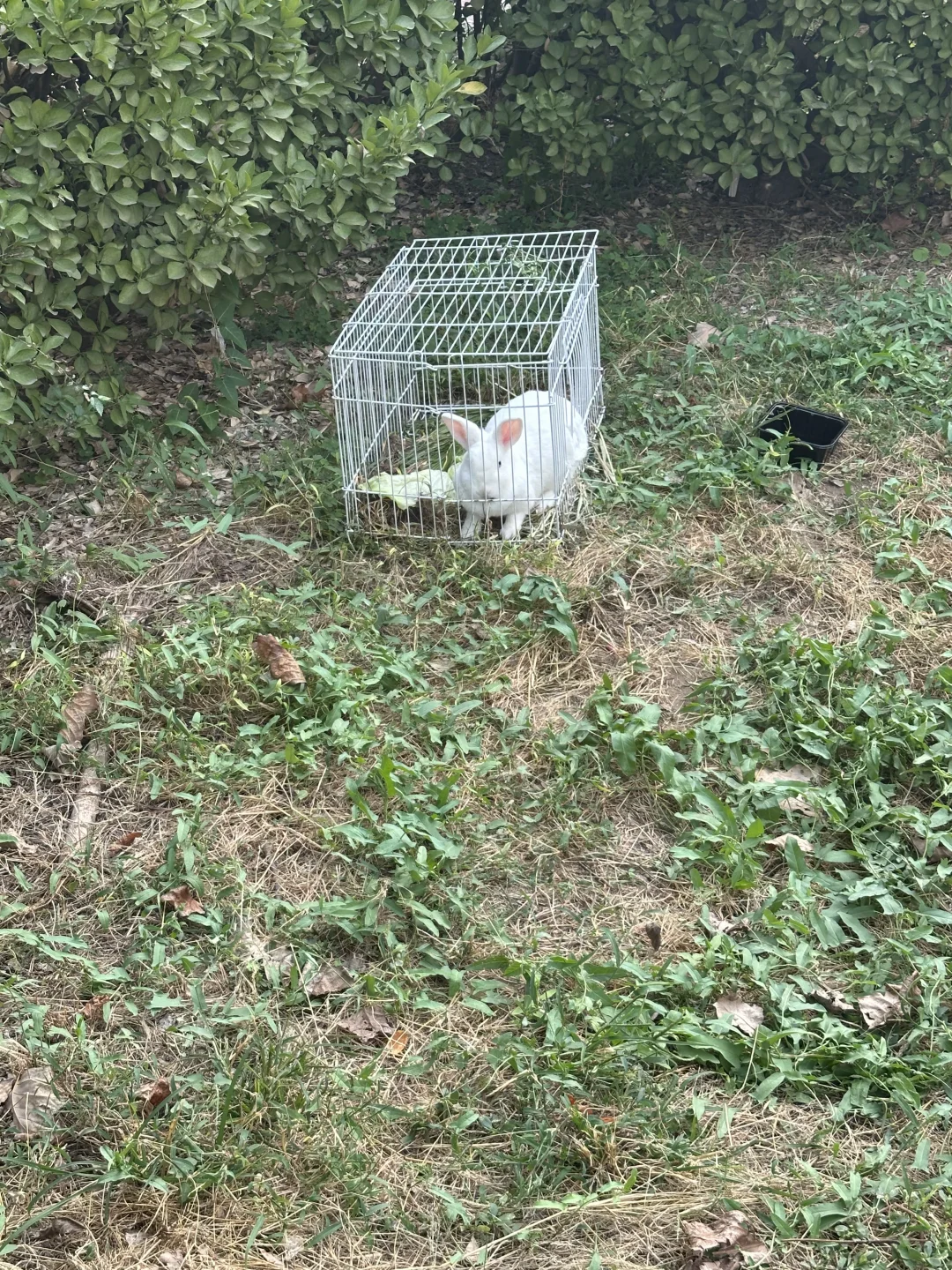 有没有家里不养猫狗的朋友想领养小兔子的