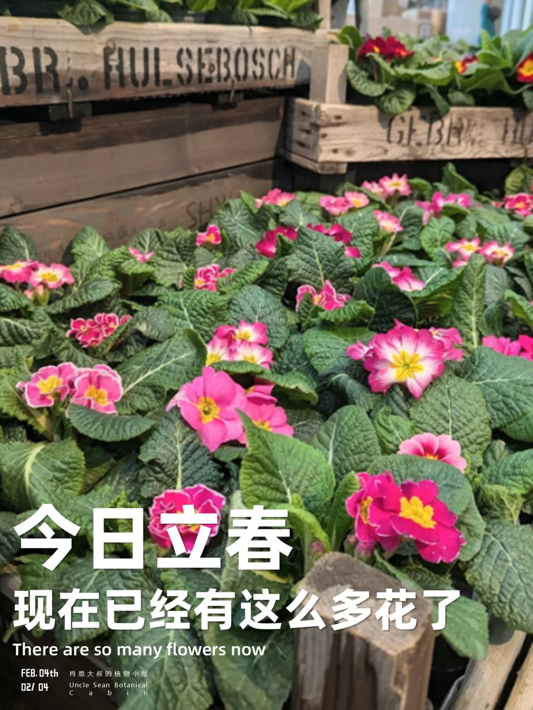 ❄️立春限定｜当报春花把春天端到你面前