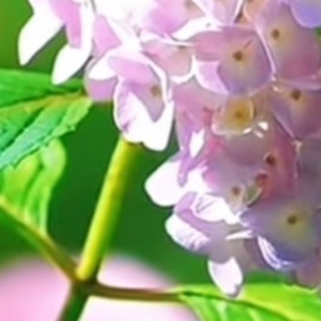 熊猫守护者 别再关心灵魂了，那是神明的事。你所能做的，就是做好你生活中...