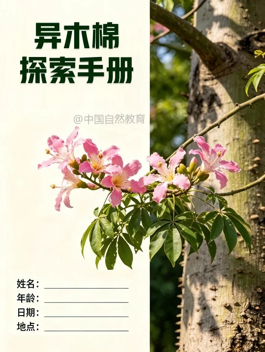 自然教育手册丨异木棉