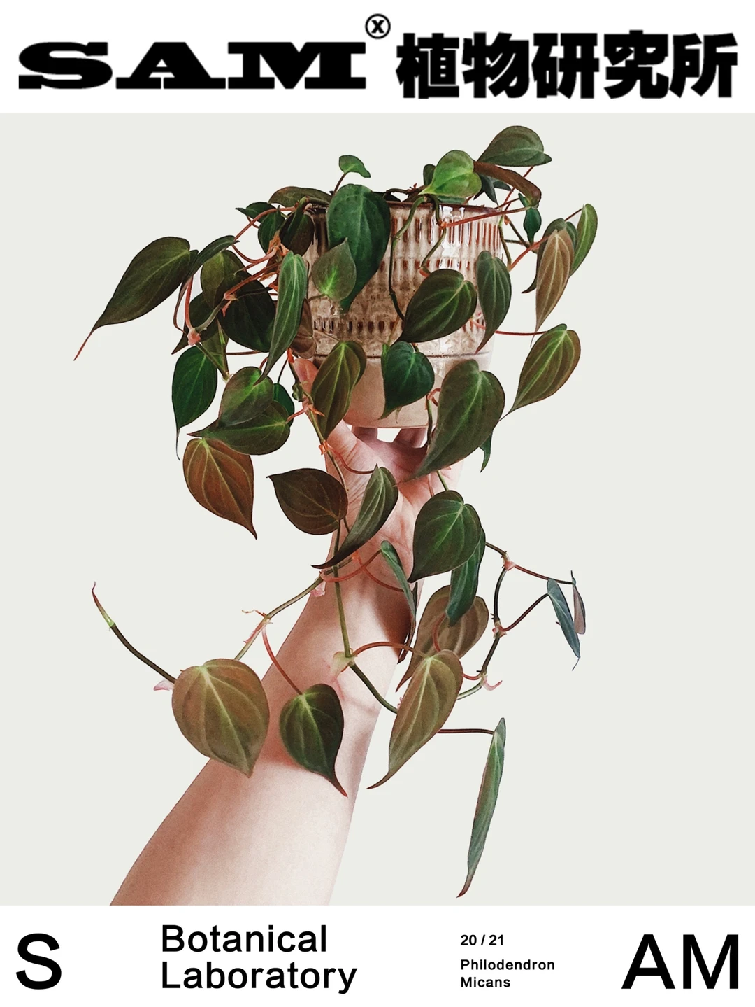 云母蔓绿绒｜Philodendron Micans