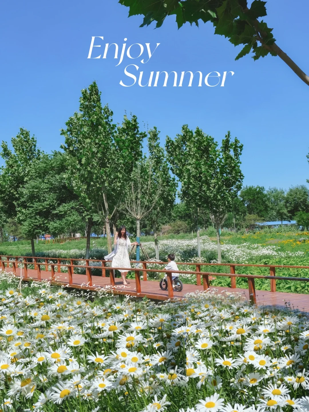 小雏菊花海中骑行🌼还有大风车‼️不扫🐎免费