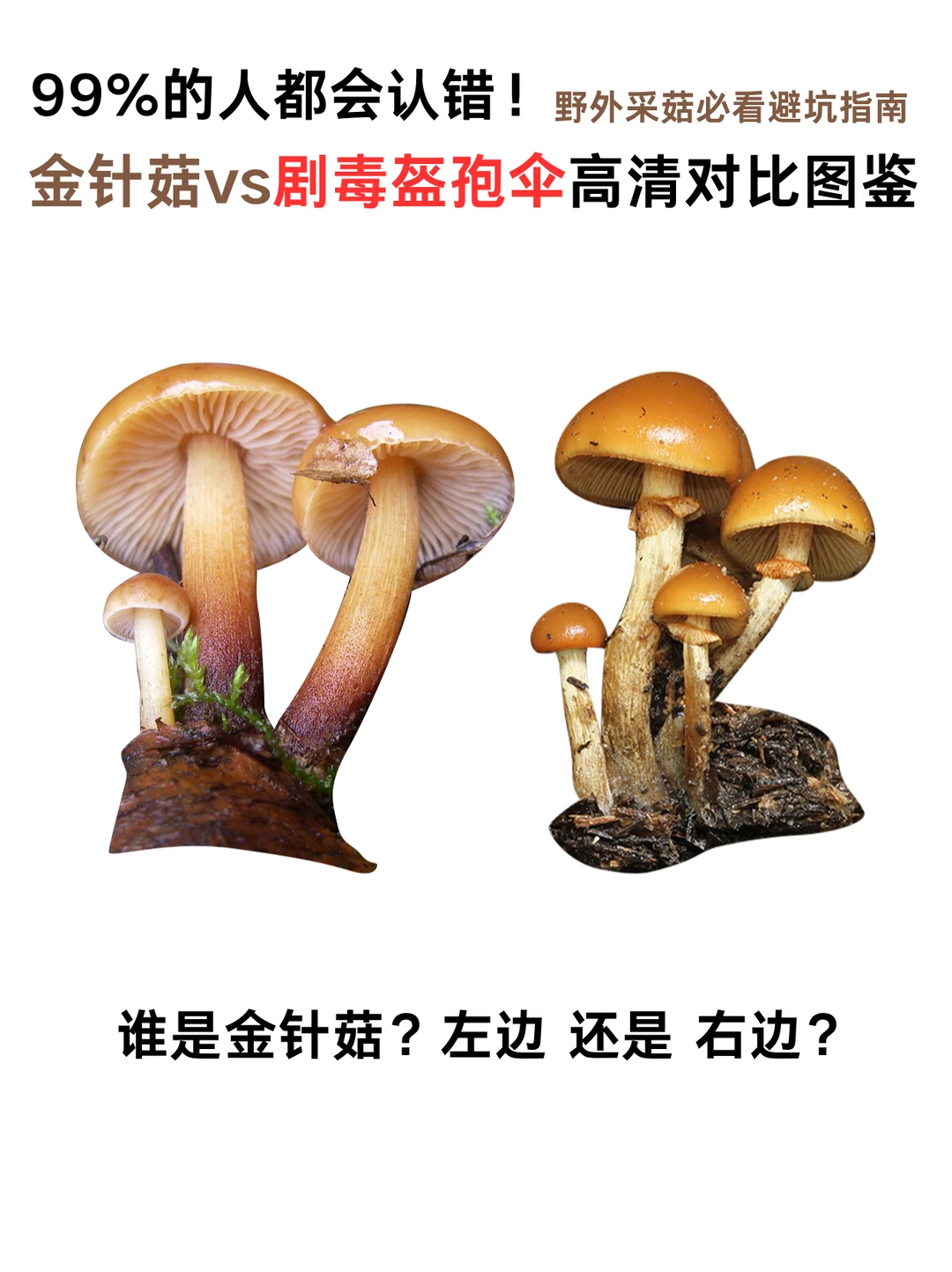 ⚠️99%的人都会认错！金针菇vs剧毒盔孢伞