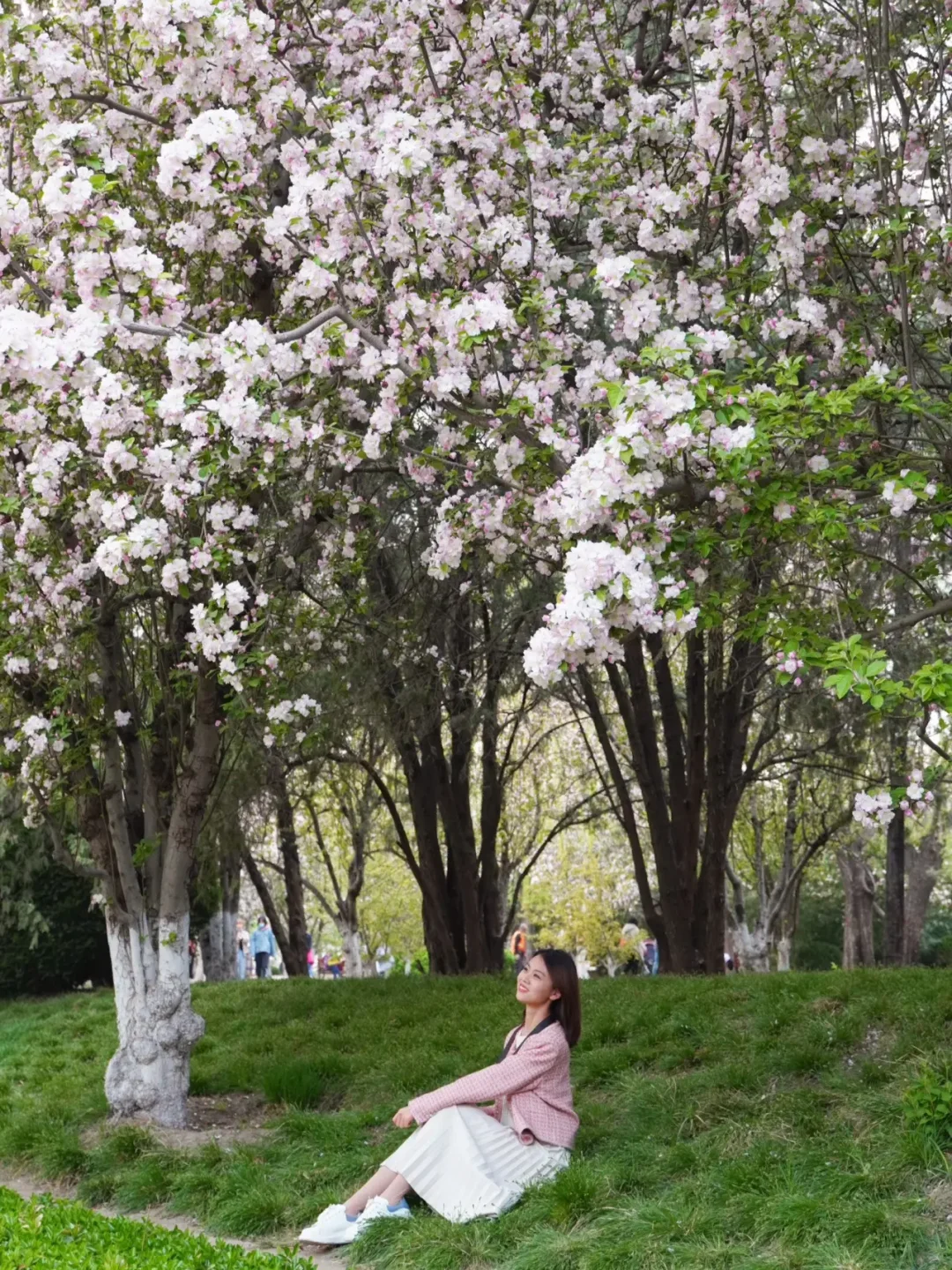 四月海棠盛放‼️任何人不来我都会伤心的🌷