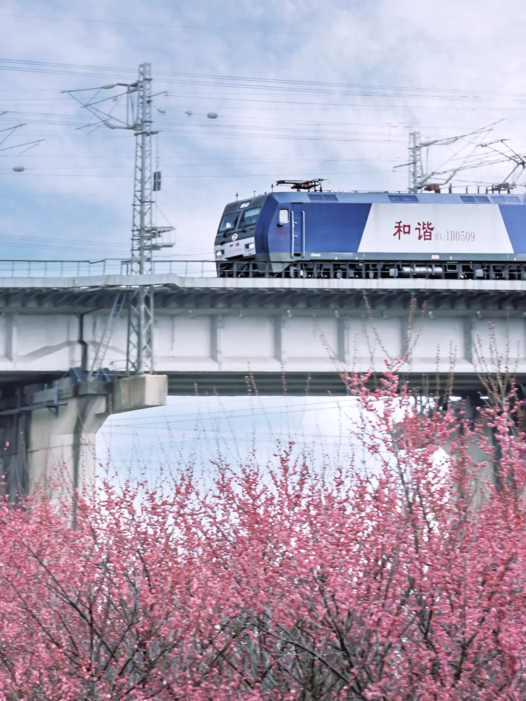 永旺村梅花2.21实拍，闯入莫奈花园的浪漫