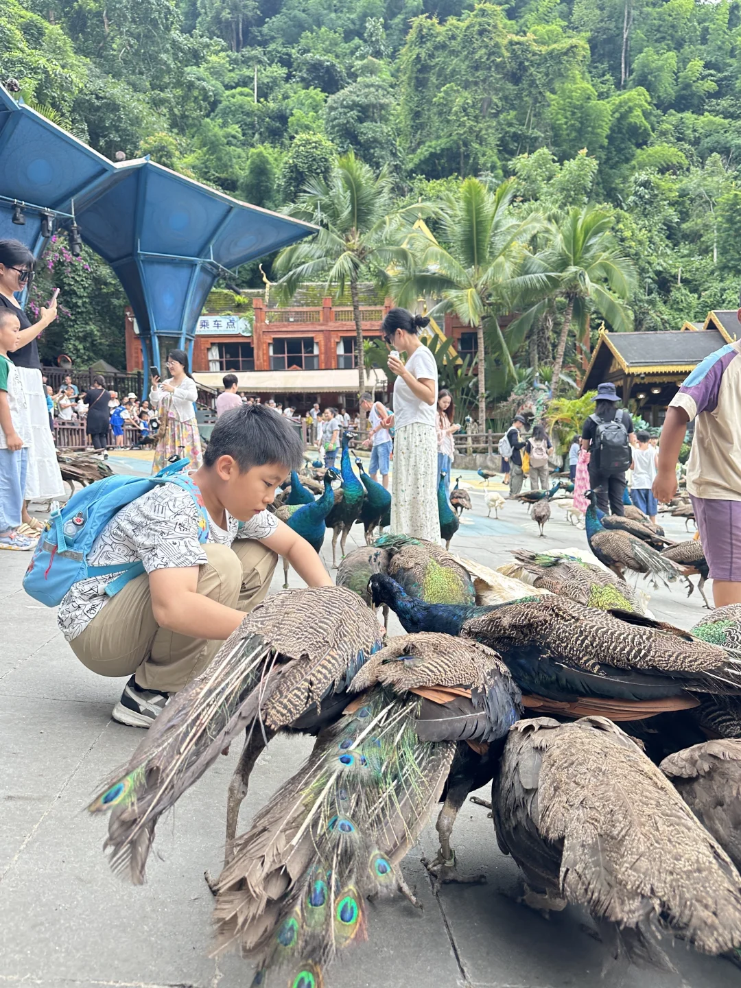 速来码住，版纳原始森林公园游玩指南