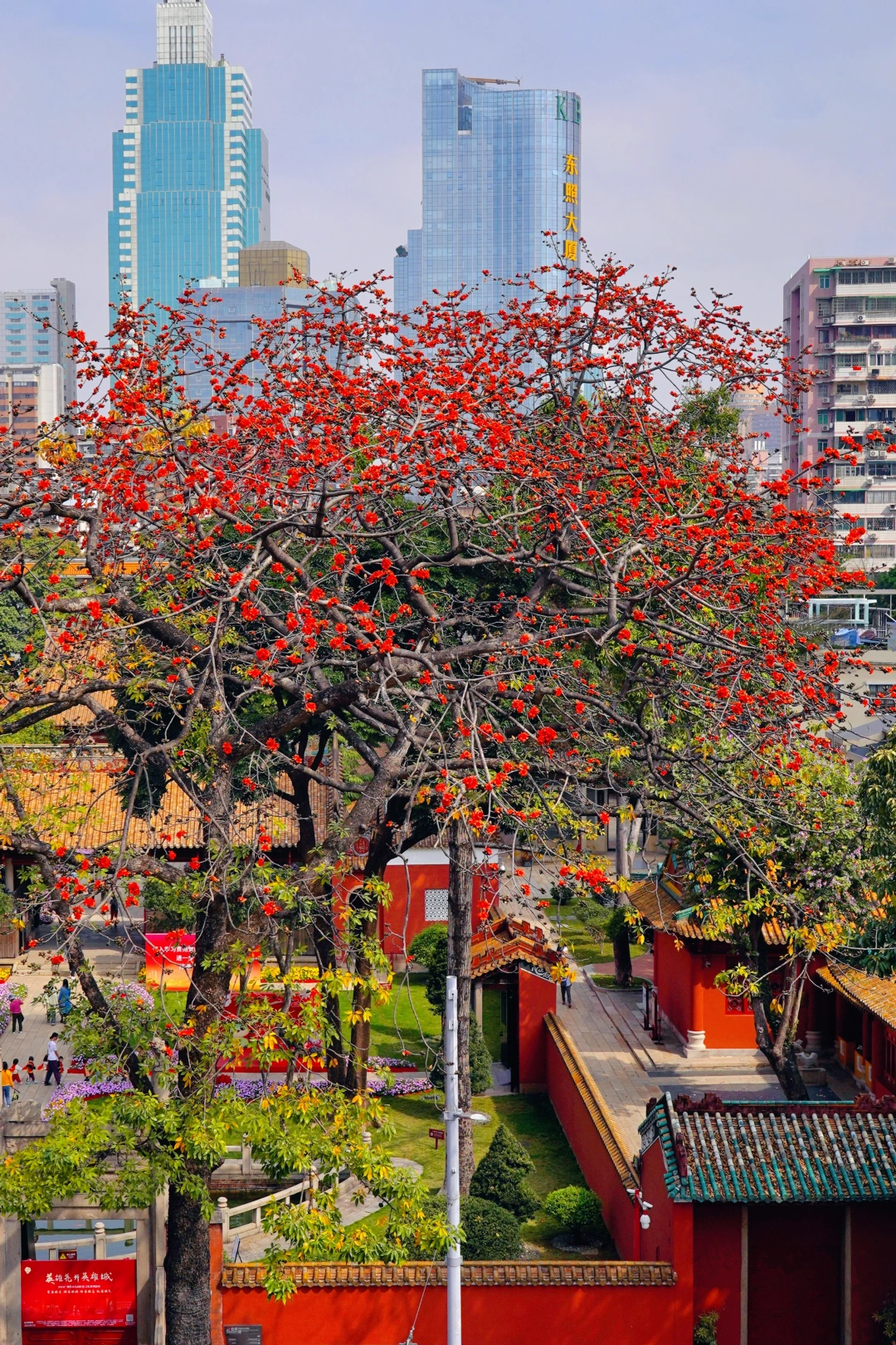 红墙遇见百年前的木棉春色！附广州木棉地图