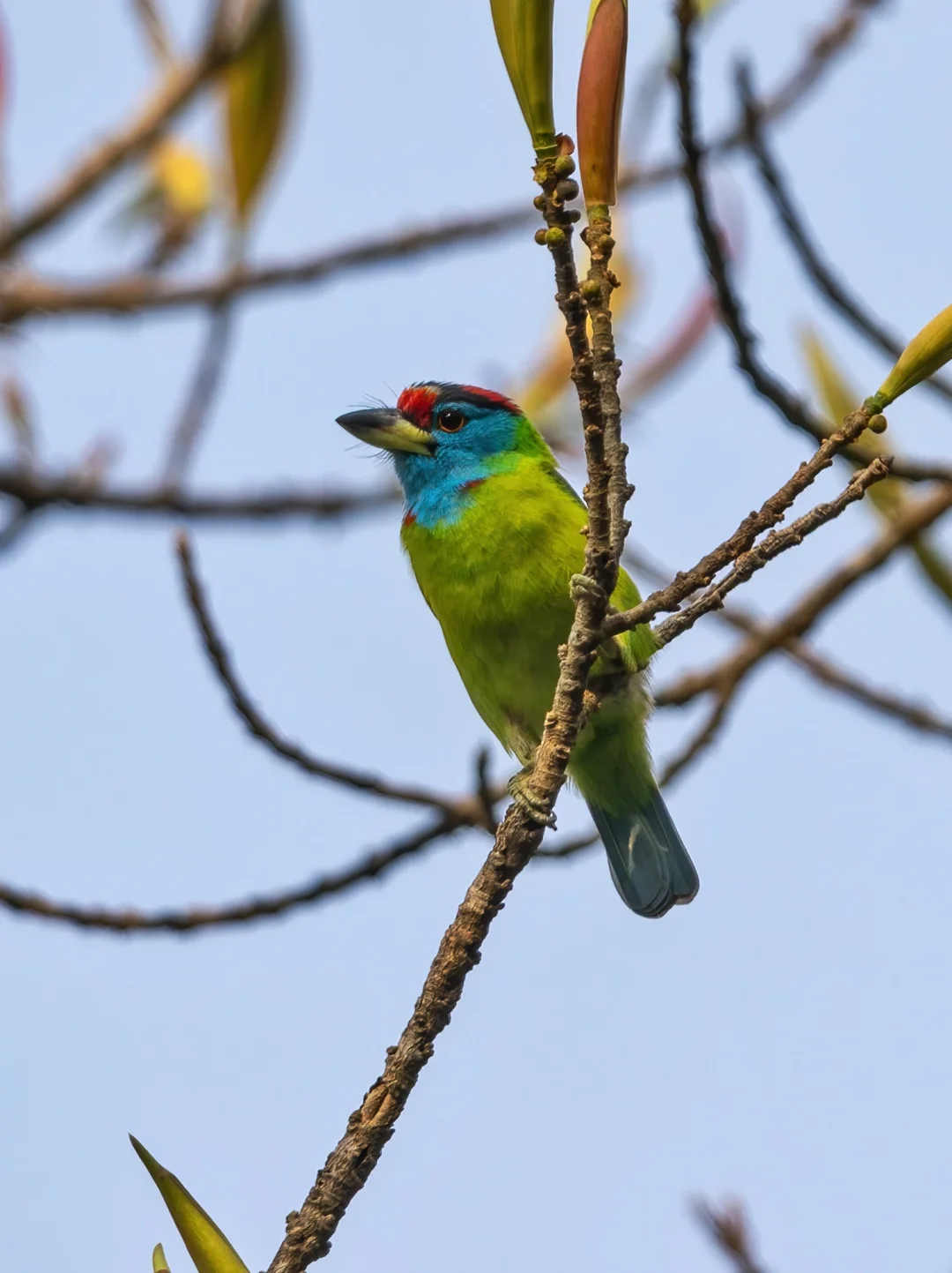 满山片野都是蓝喉拟啄木鸟在叫