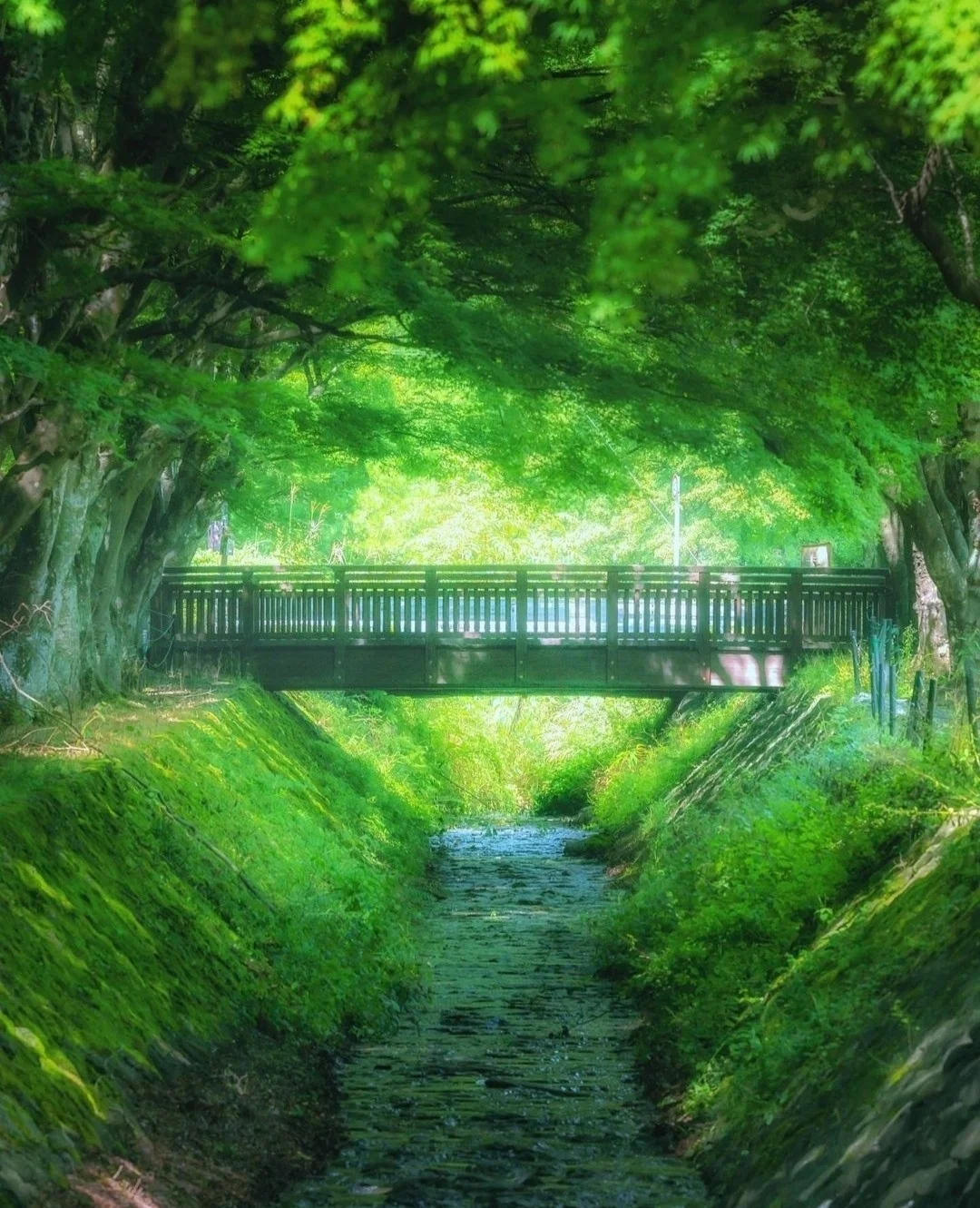 日本山梨县|红叶最有名？我更喜绿绿的风景