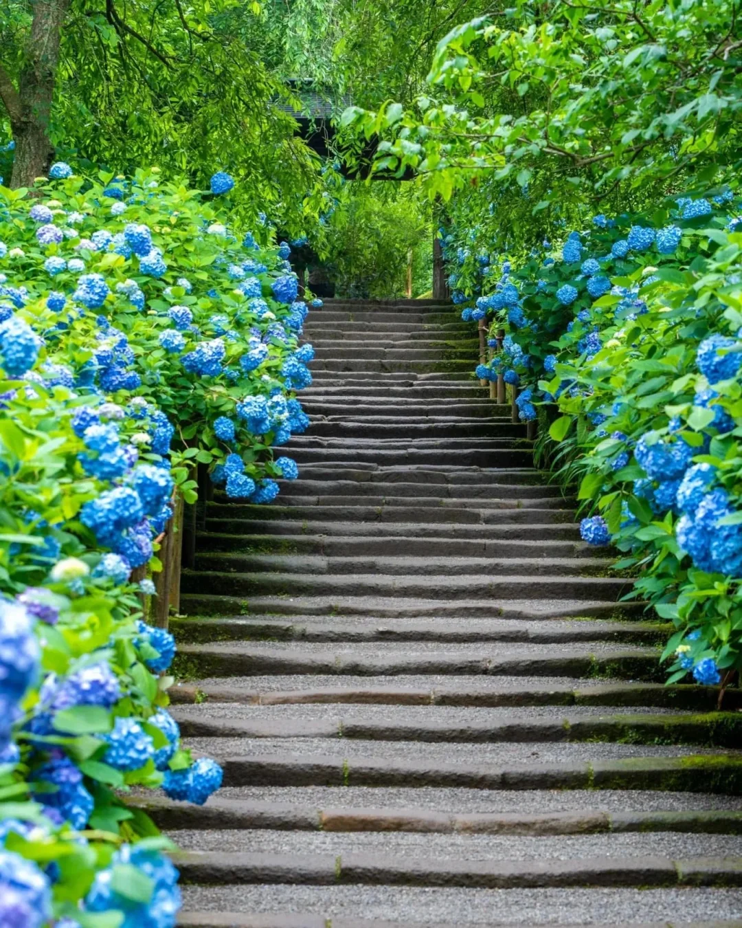 日本神奈川|爱上浪漫又深刻的镰仓