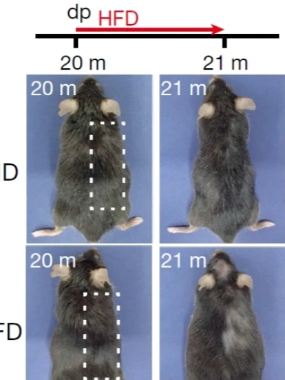 高脂饮食先让你胖，然后再“薅”掉你的头发