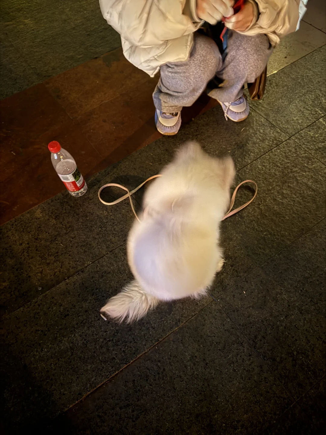 西昌有人走丢了小萨摩吗 在世纪mall购物中心附近 感觉还很小 只有两...