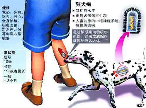 生活中家家户户几乎都能接触到猫狗。自家宠物玩耍、路边偶遇小动物，稍有不慎就会出现抓伤、咬伤的情况。多数人看到伤口不深、出血量少，就直接不当回事。还有不少人沿用老一辈土办法处理伤口。急诊科医生透露，日常接诊大量后续感染、延误治疗的病例，根源都是错