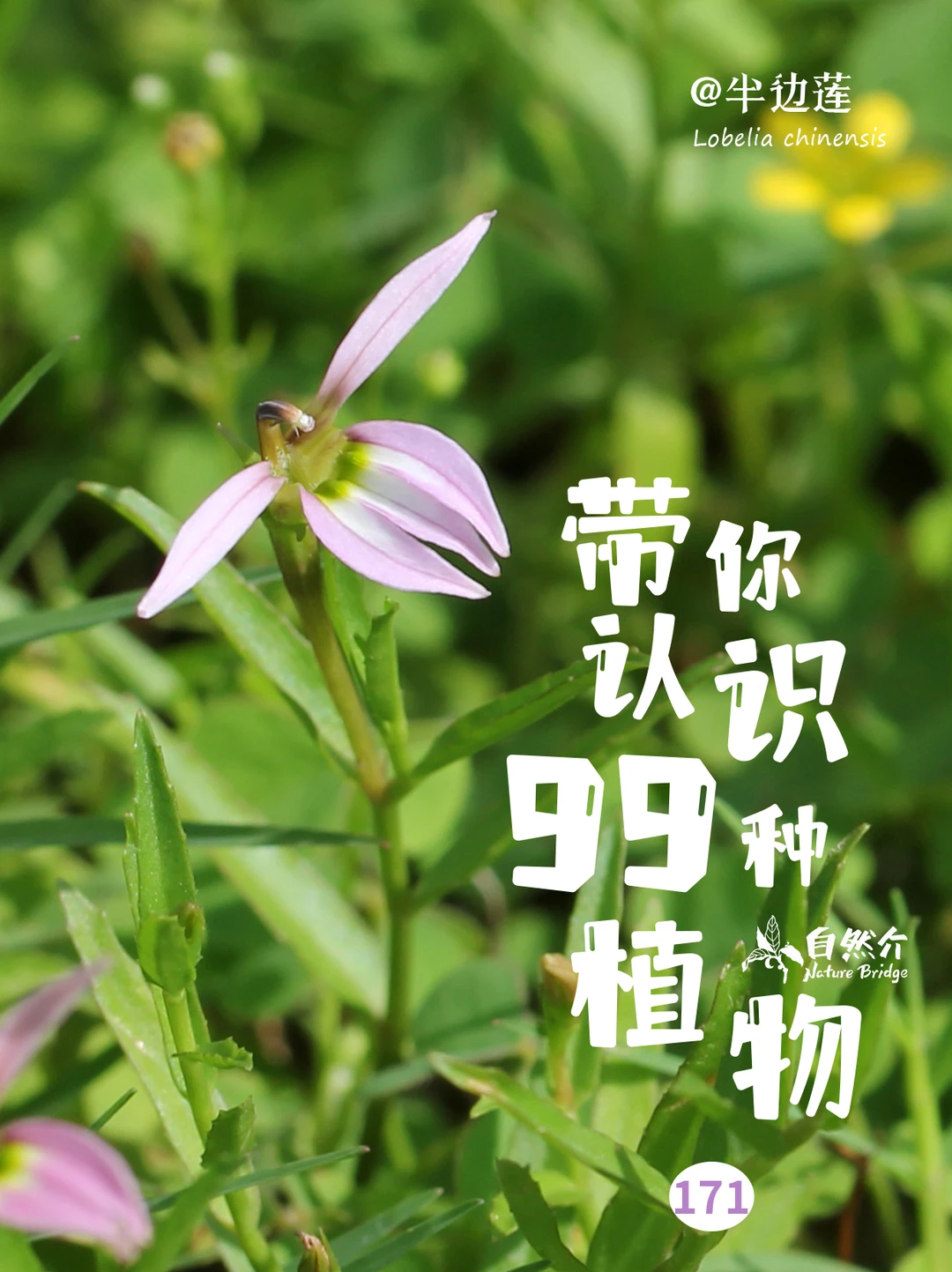 带你认识99种植物