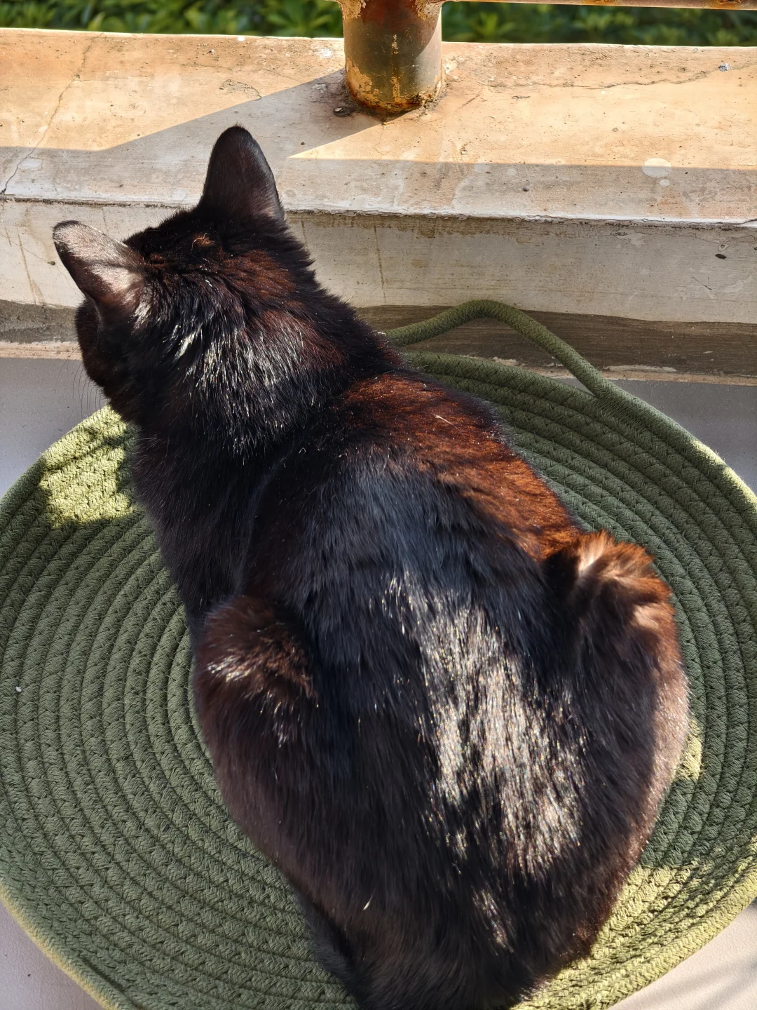 对于黑猫为什么又叫玄猫有了真实感受