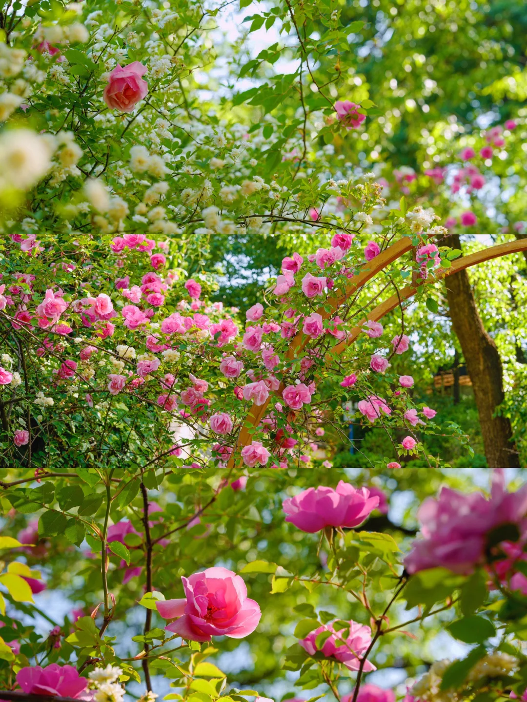 木香花+月季爆花🌳昆明北郊绿光森林花瀑