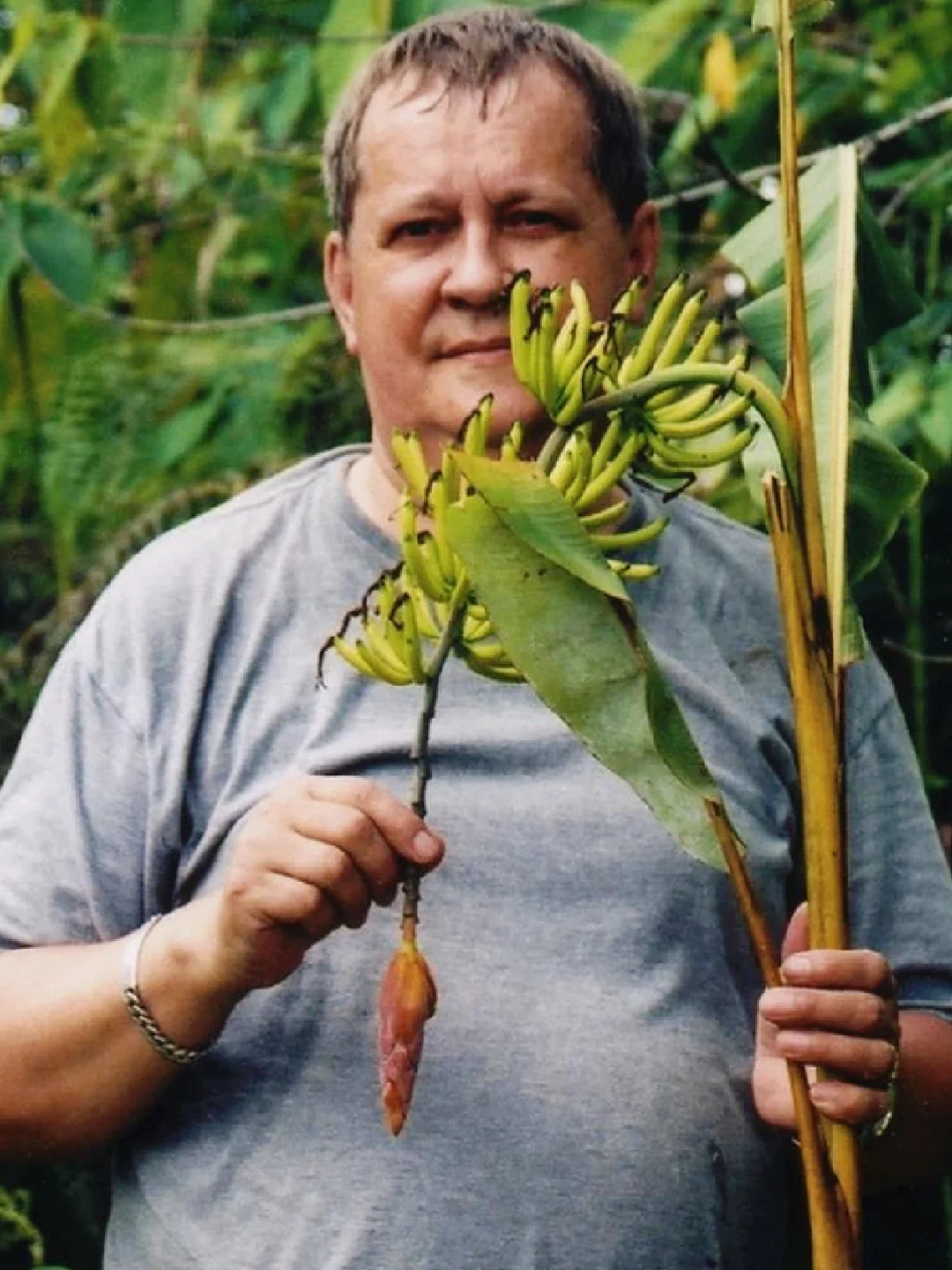 濒危物种～迷你手指蕉Musa lawitiensis