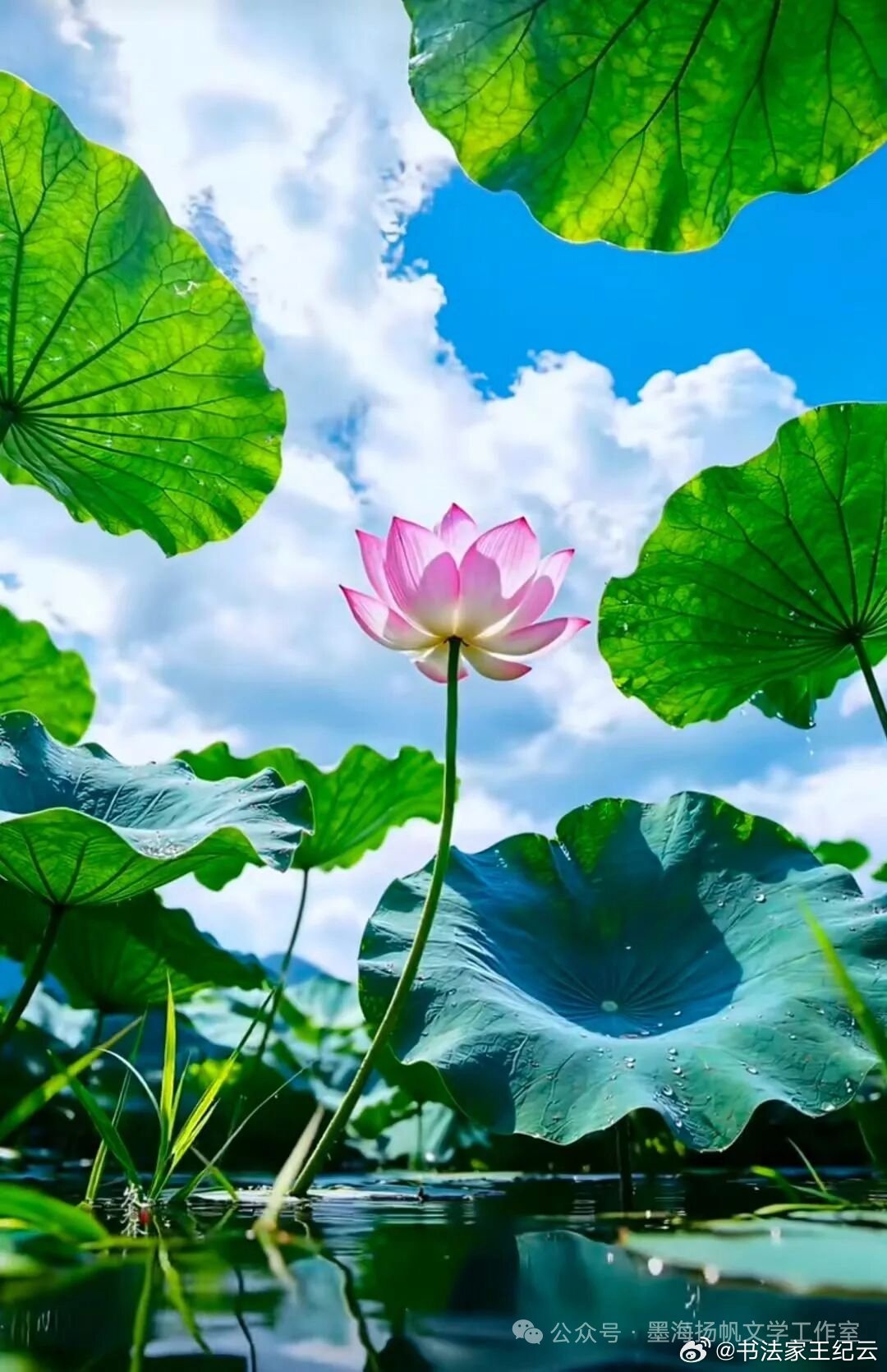 随手拍 二十四节气之小暑（图片：网络）诗文/王纪云（新韵）节气应时临，寒温冷暖轮。​科学依据在，传统世俗存。​体验农耕久，如今社会新。​知然知所以，共进化人文。 ​​​