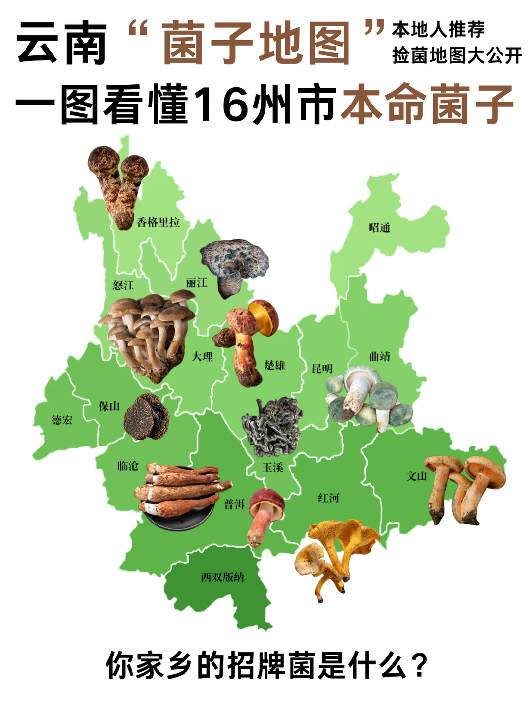 云南“菌子地图”｜16州市本命菌子大赏