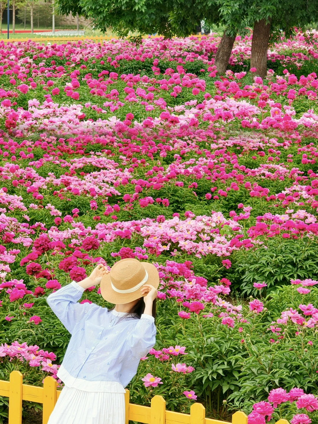 5.10live京城最美芍药花海🌸竟然藏在这里