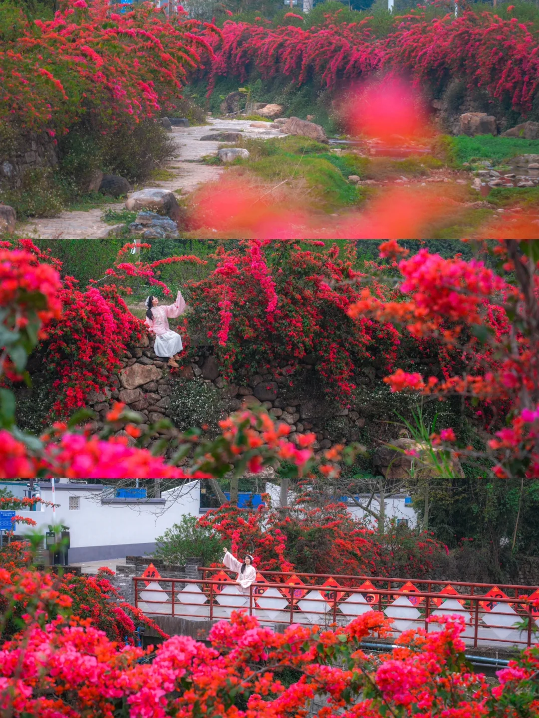 独享广州大片三角梅瀑布河，延绵百米太美了