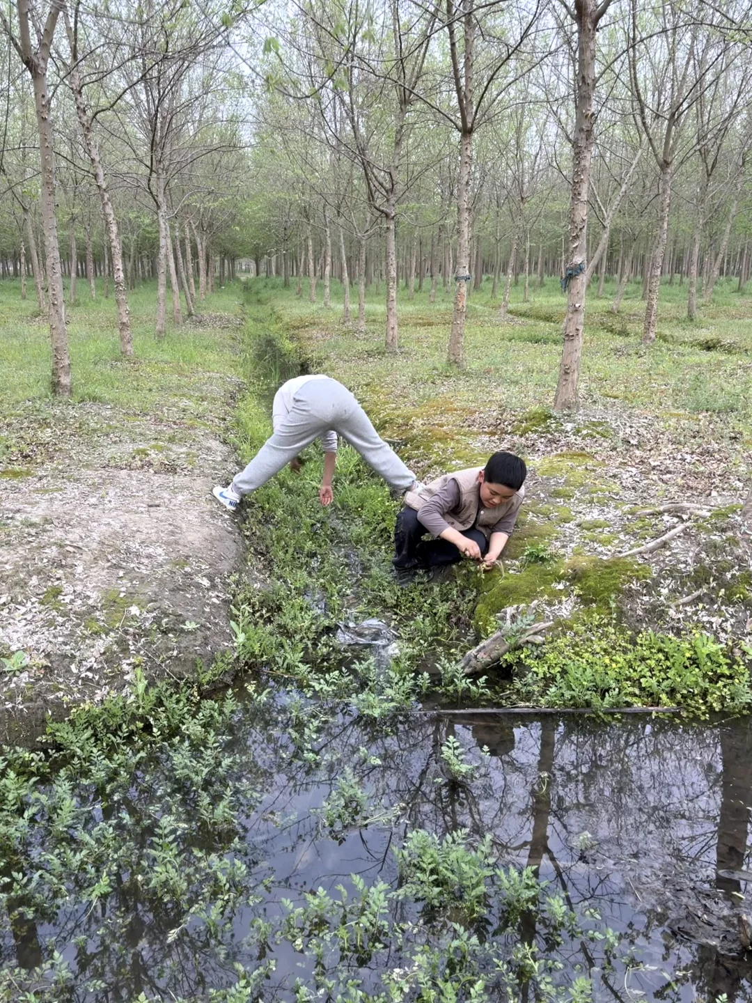 谁说上海没有野菜的❓根本摘不完