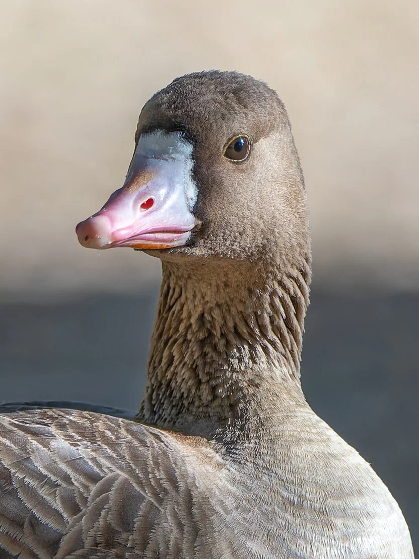 怼脸拍白额雁！