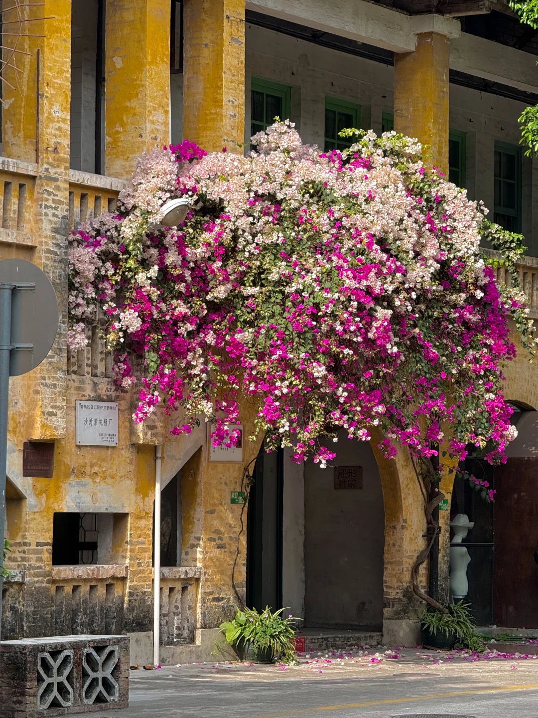 3.1实况～广州老糖厂的春日来信💌简直美翻了