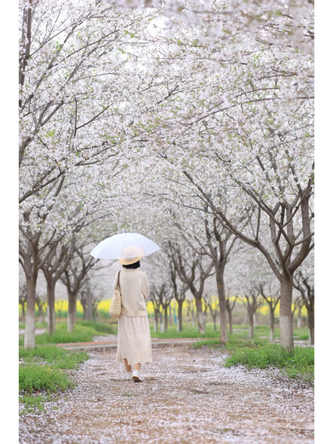 武汉这里樱花赢麻了❗️万颗樱花林居然没人
