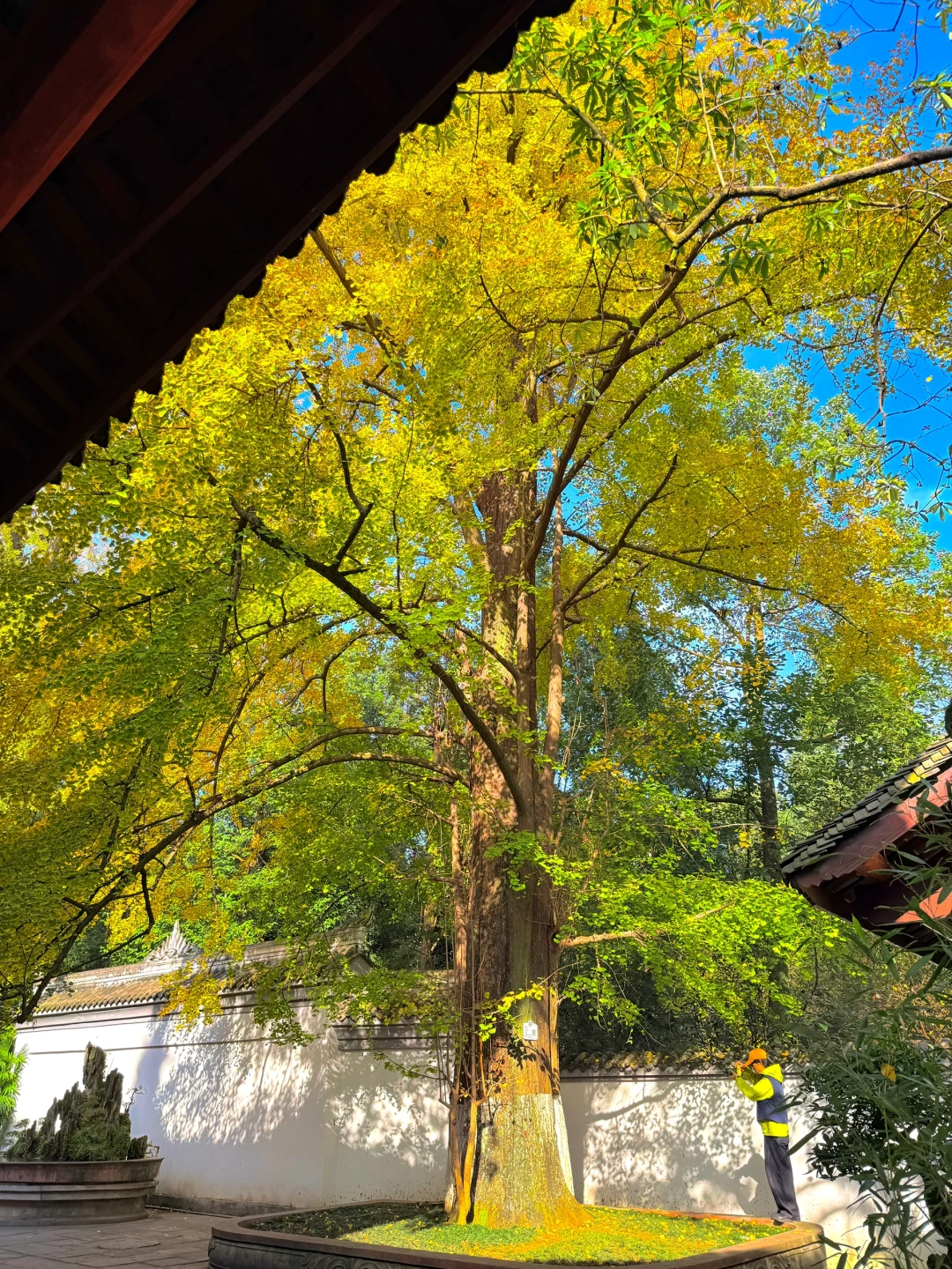 11.20实拍！成都！杜甫草堂的银杏封神了……