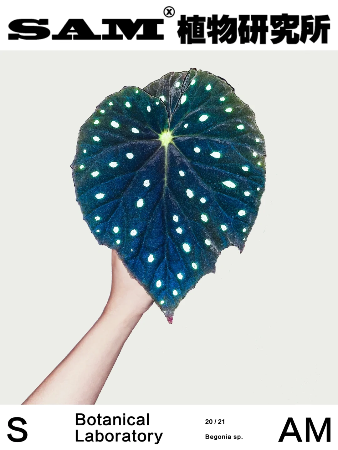 星空秋海棠｜Begonia Species