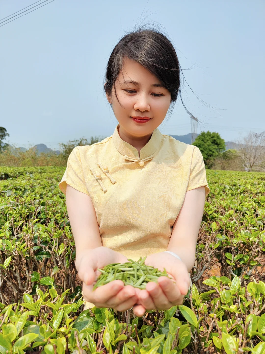 2025年，英红九号明前头春茶开采了！