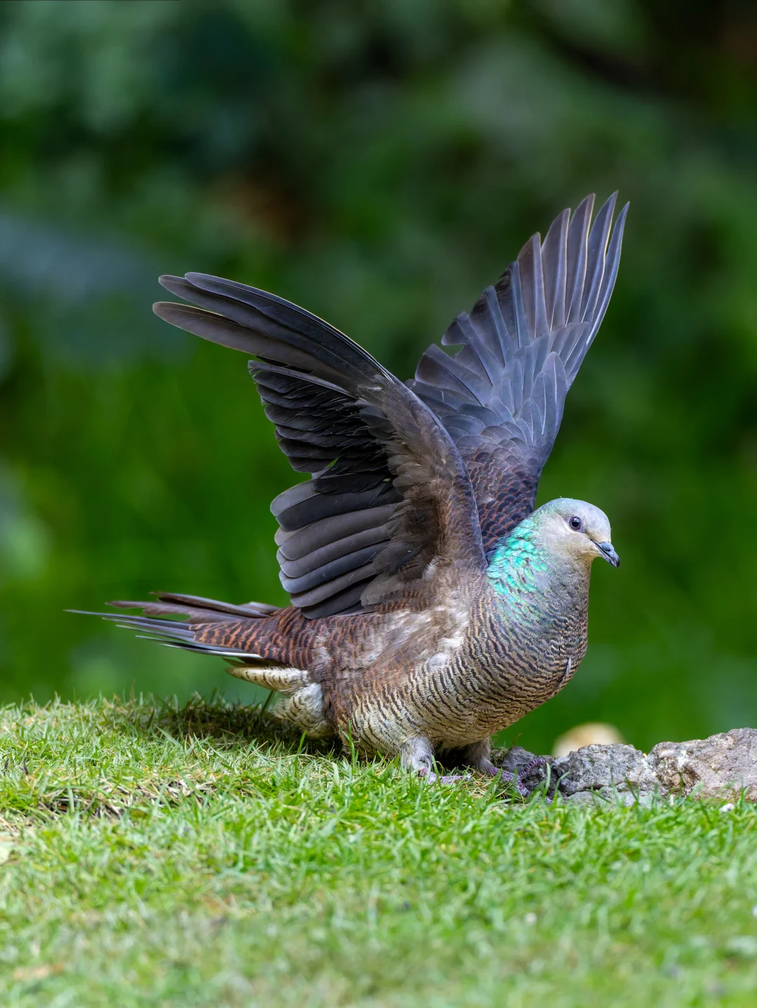 颈背闪着绿紫光的斑尾鹃鸠