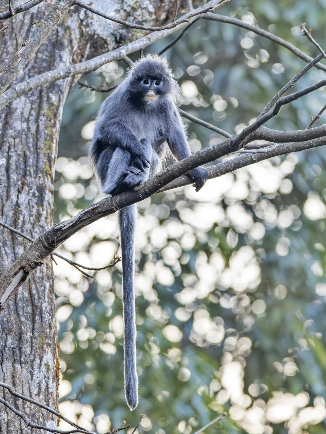 徒步高黎贡山偶遇中缅灰叶猴