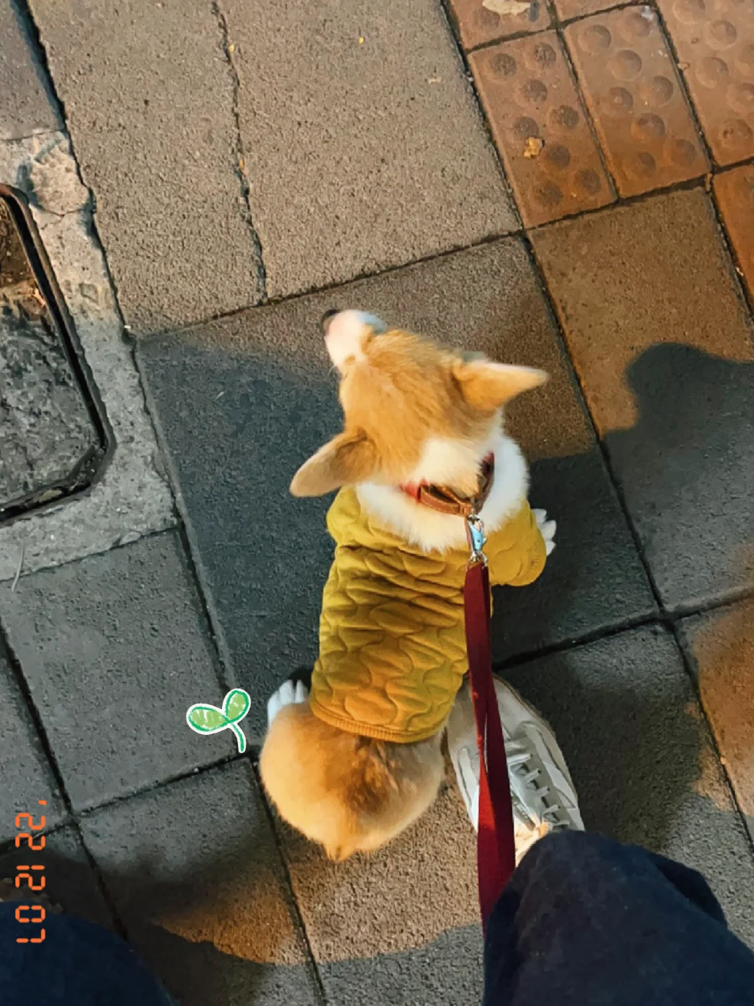 “社牛”出街