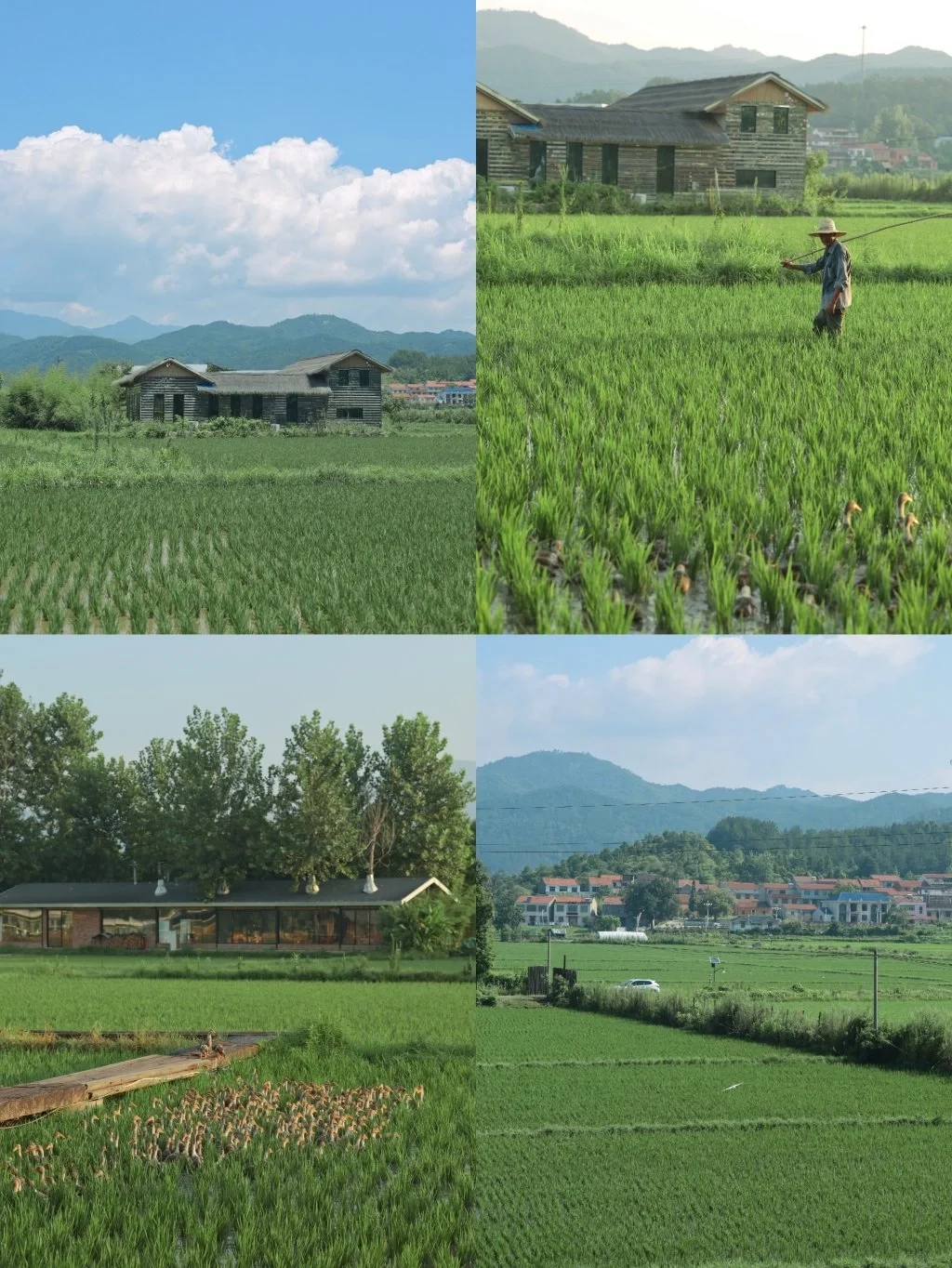 治愈小森林调色🌿又是想去乡下生活的一天