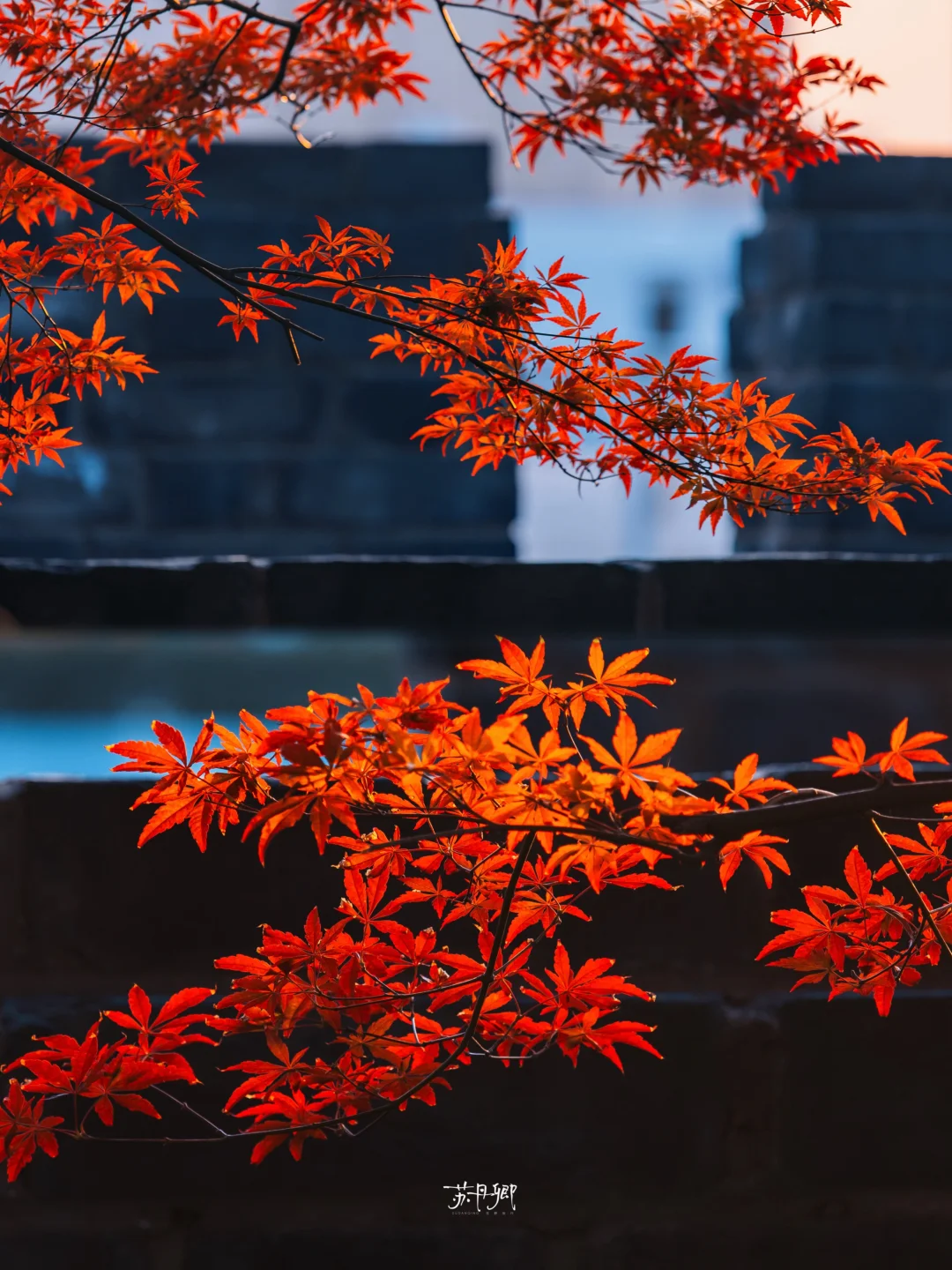不止银杏｜起义门的红枫也很好看啊🍁