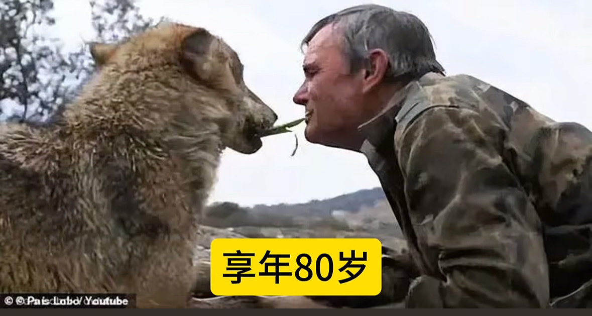 #曾被狼群抚养12年狼孩去世#
西班牙狼孩马科斯离世，享年80岁。
童年遭受家庭不幸，7岁流落深山，被狼群抚养长大，野外生存12年。
19岁被发现，很难融入人类社会，他却认为山林狼群的日子才最幸福。
现实版人在荒野，一生撕裂又悲凉，故事被改编成电影，愿逝者安息[祈祷]。 ​