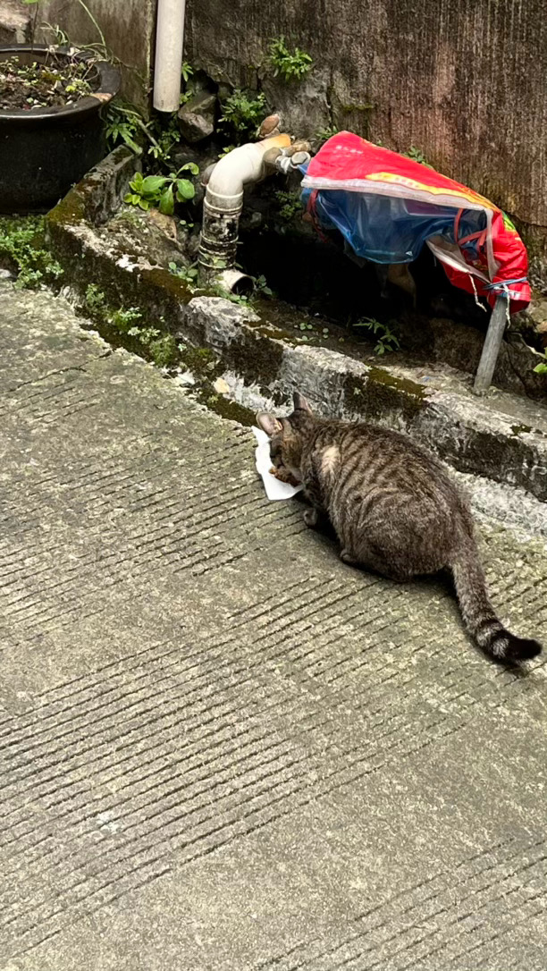 #流浪动物免费TNR指标申请#
1猫咪来历：家附近流浪猫
2所在地:浙江省温州市乐清市
3生活情况:近1-半个月发现，在家附近，投喂了一次之后每天饭点都会来我家门喵喵叫要饭吃
4是否健康:看上去精神状态良好，不知道有没有饥饿的原因，食欲不错，但肚子明显突起，怀疑怀孕了
5术后安置:暂定7天住院，出院后 ​