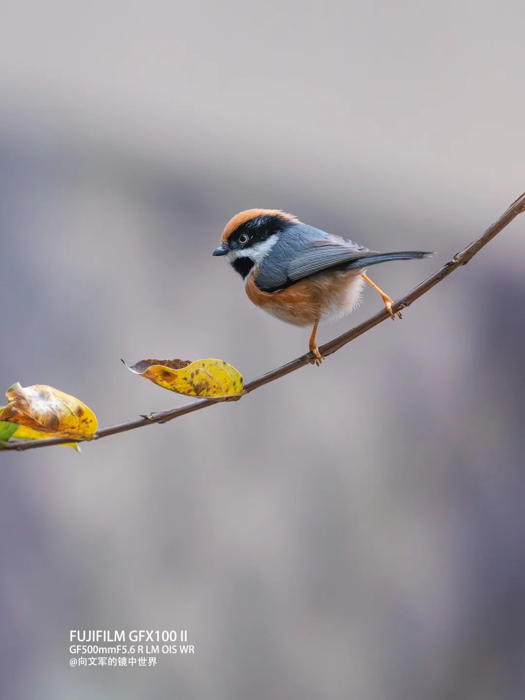 中画幅是可以拍林鸟的！
