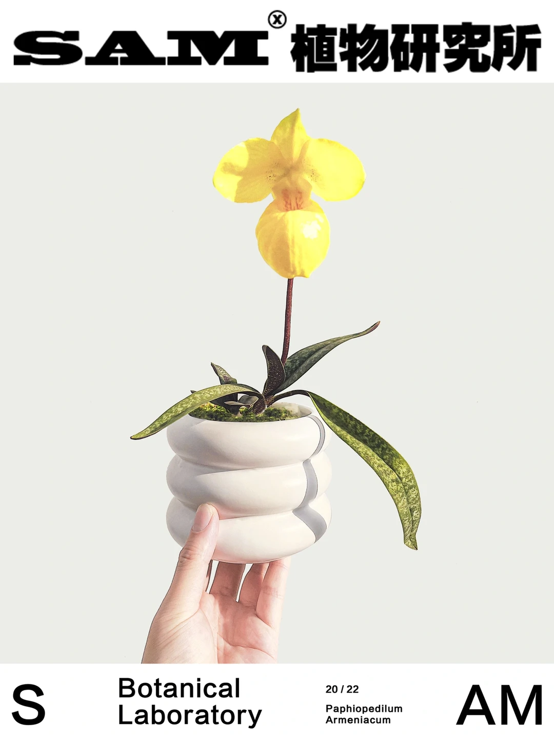 杏黄兜兰｜Paphiopedilum Armeniacum