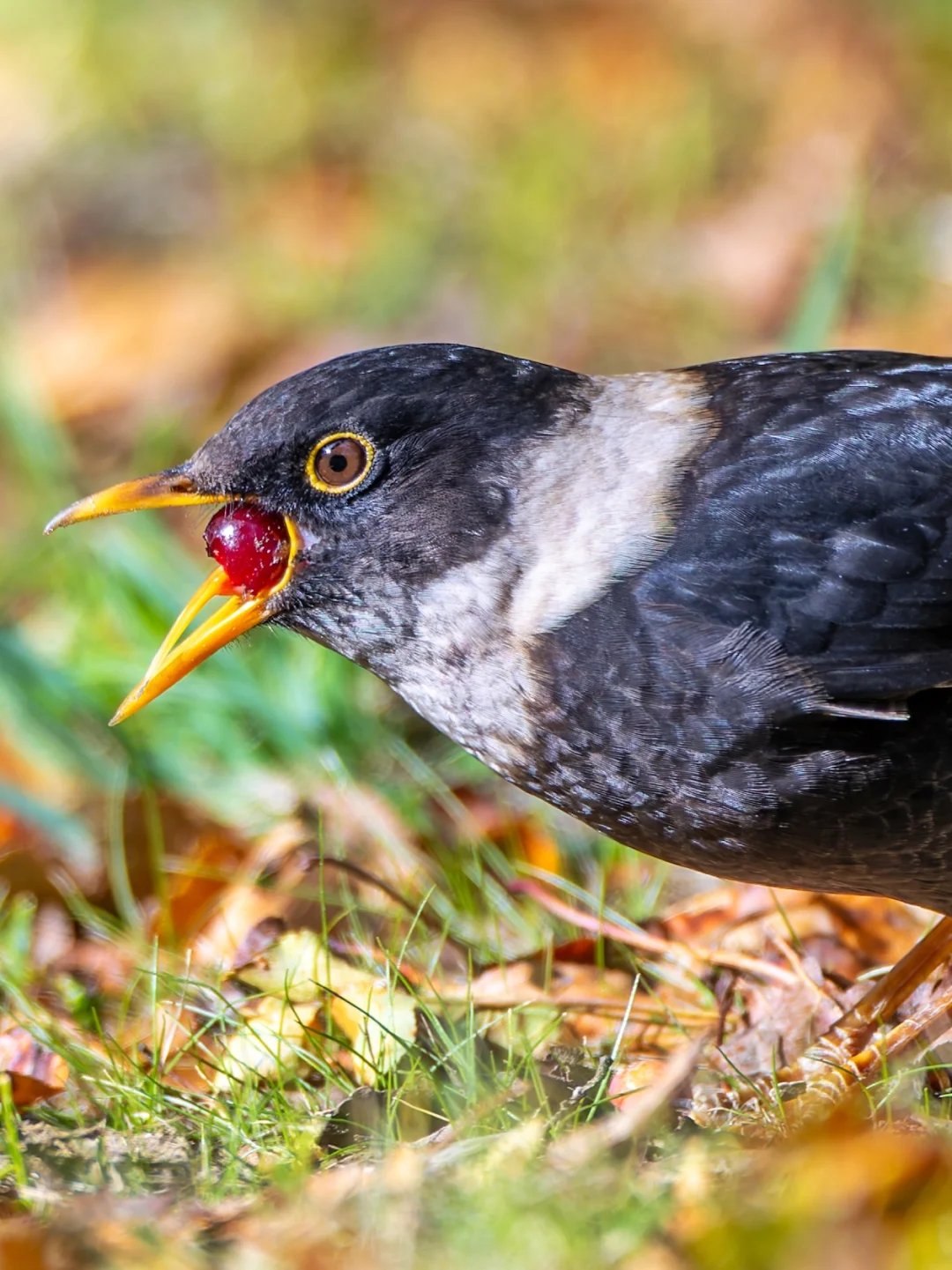 高原的白颈鸫在狂炫红果果