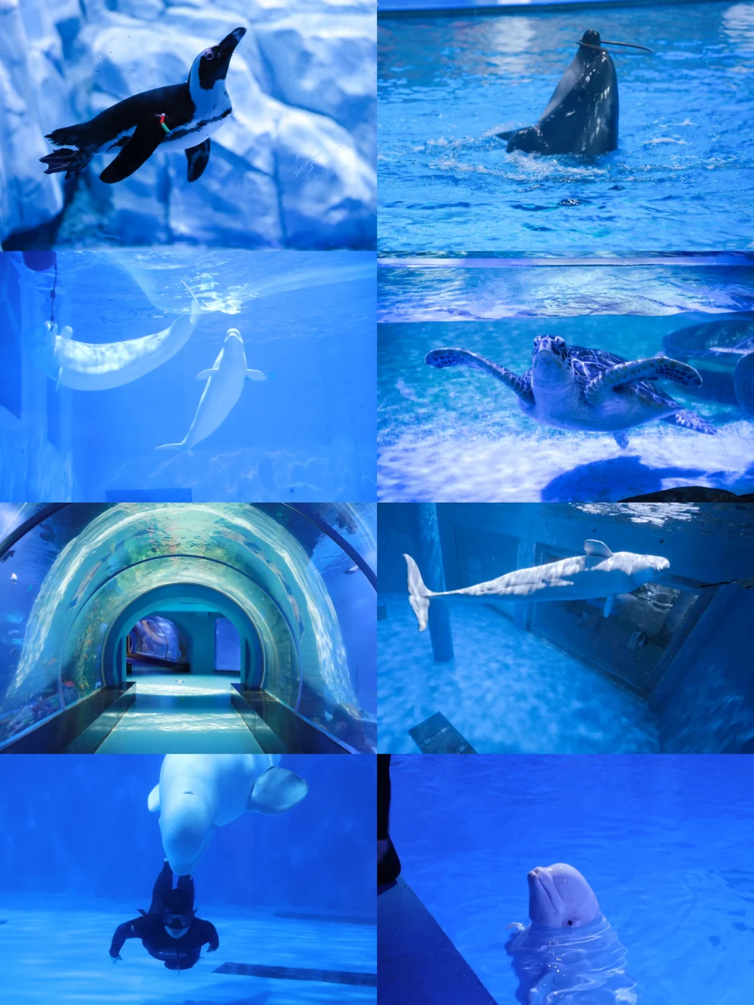 春节深海穿越！临沂启阳海洋王国保姆级攻略