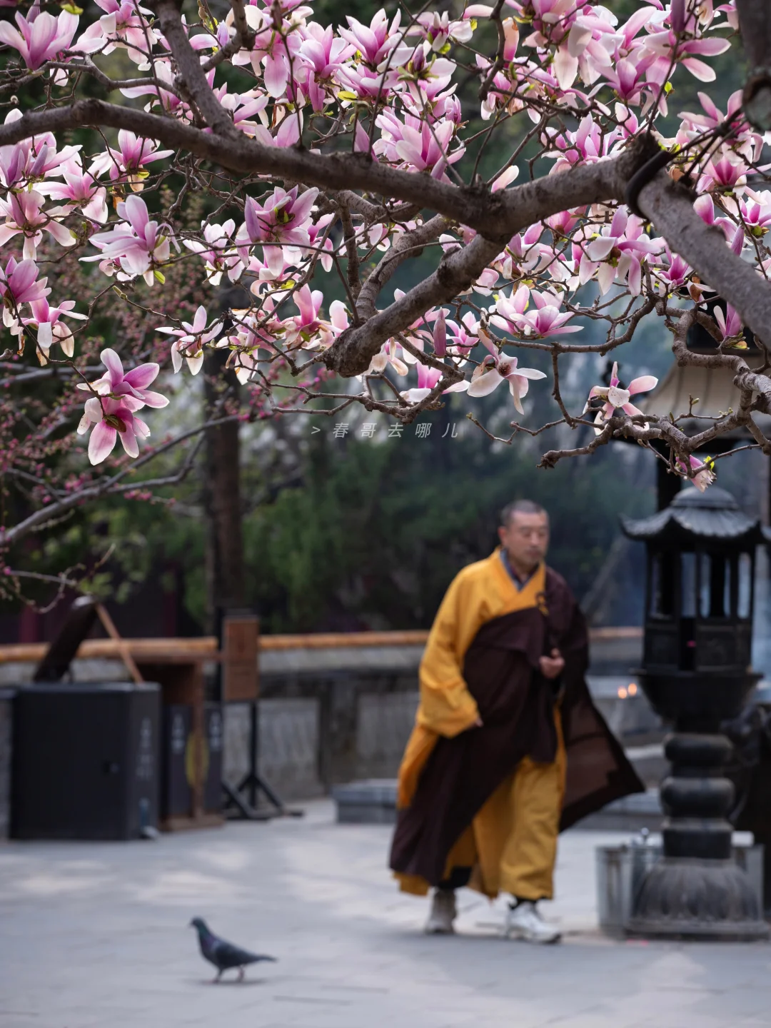 千万不要错过！2026潭柘寺四百岁的二乔玉兰