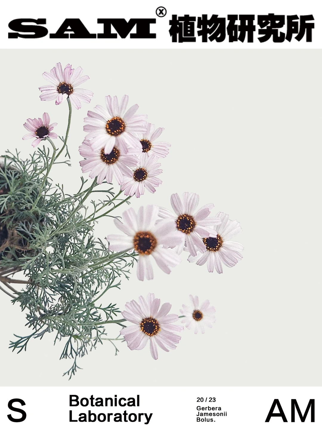 摩洛哥雏菊｜Chrysanthemum Frutescens