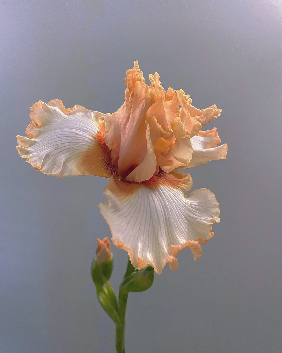 带你每天认识一种花材105｜有髯鸢尾