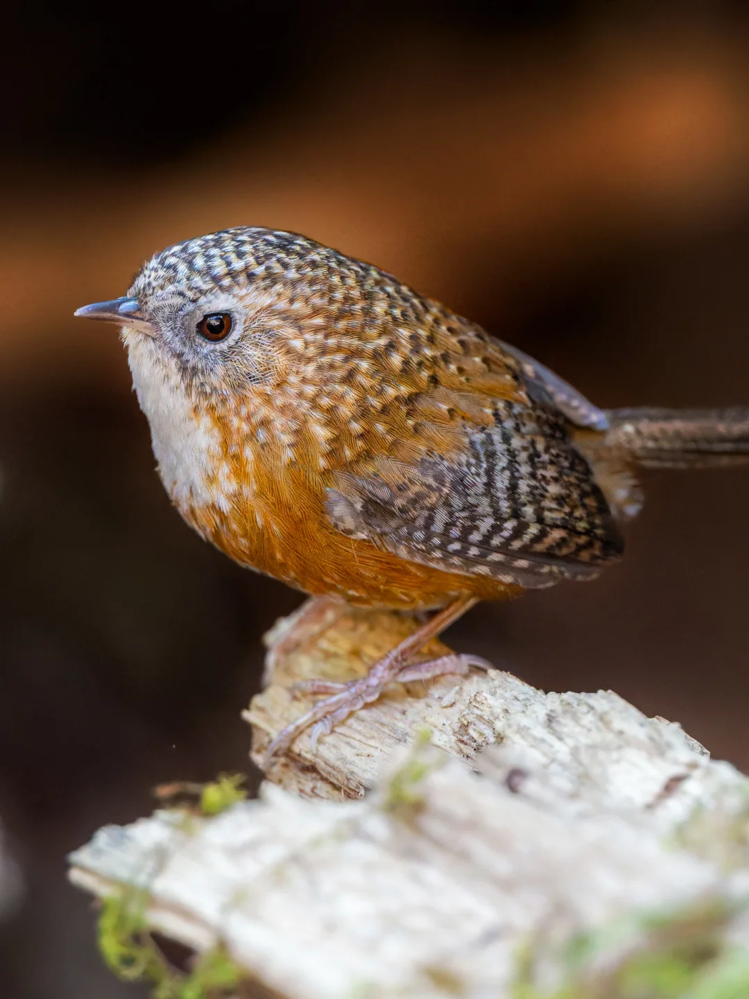 如此阳光的小花蛋谁能不爱？