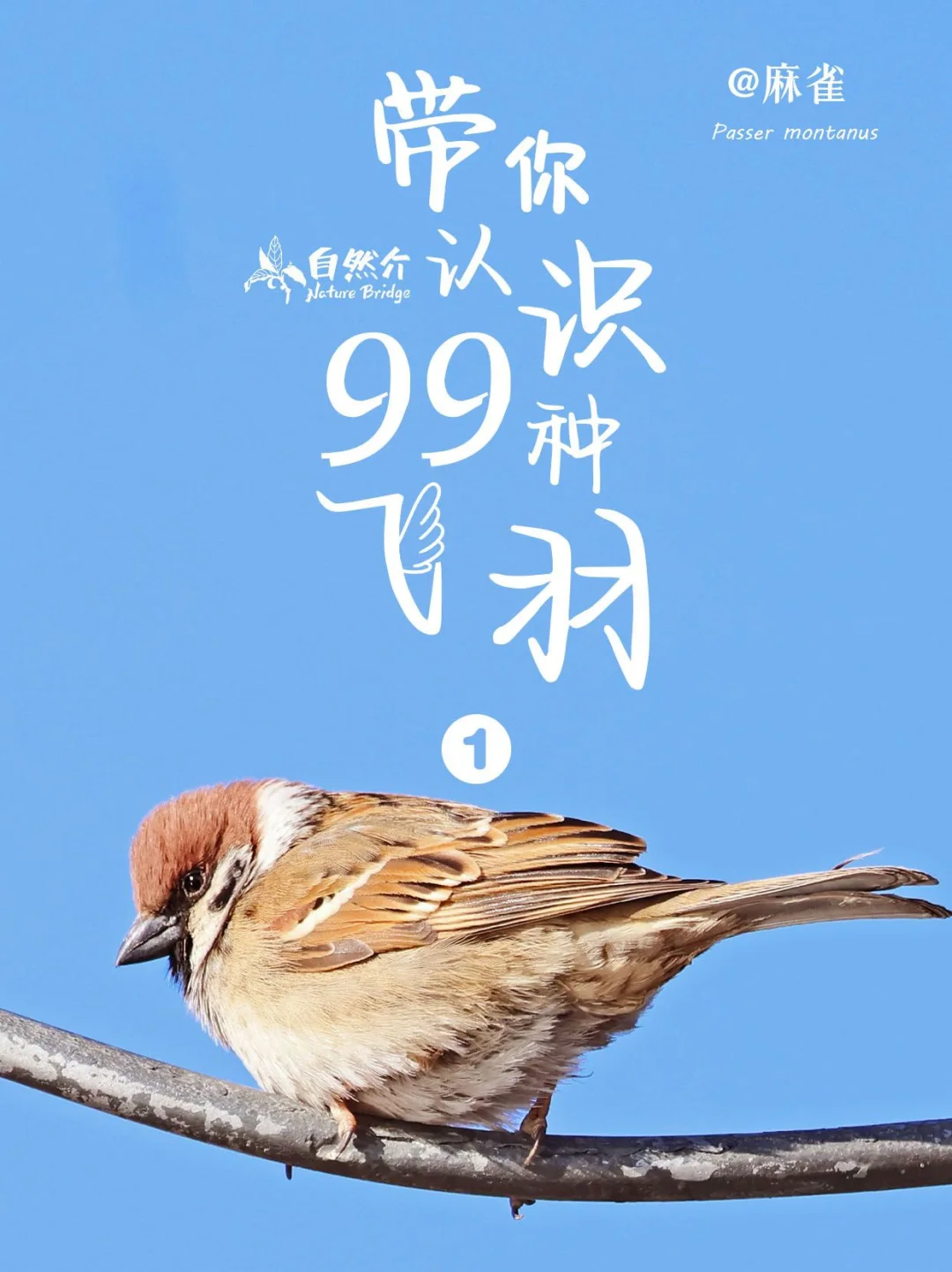 带孩子认识99种飞羽